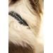 Point Sellier Dog Collar - Black