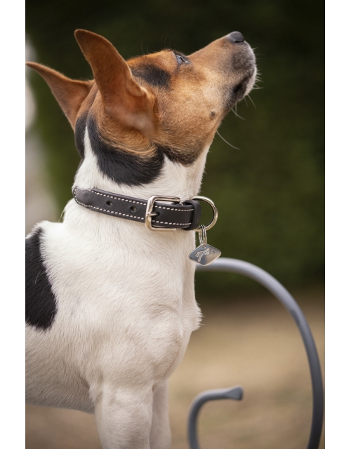 Collier pour Chien Olie - Havane