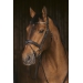 Daily Strass Bridle - Black