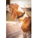 Billie Dog Collar - Black