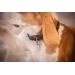Collier pour Chien Billie - Noir